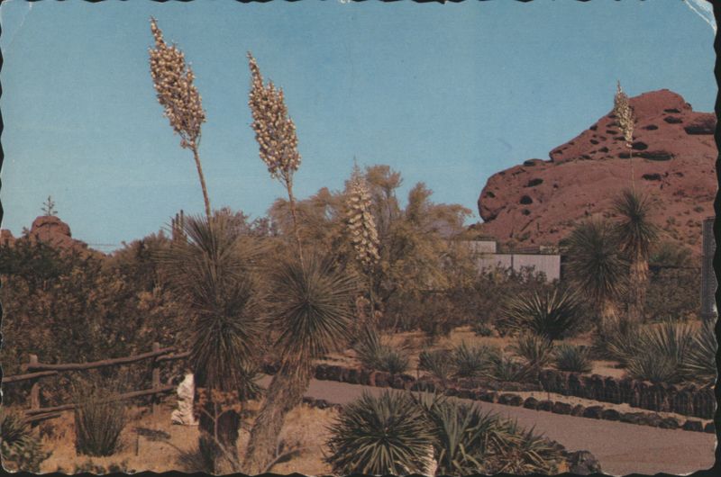 Desert Botanical Gardens, Papago Park - Yucca Elata Phoenix Arizona