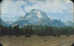 Herd of Elk with Mt. Moran in Jackson Hole, Wyoming Postcard
