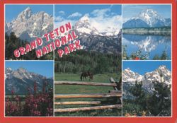 Grand Teton National Park Views with Mountains & Horse Postcard