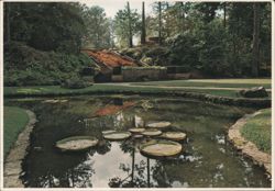 Hodges Gardens Water Lilies Many LA Chrome Postcard Postcard