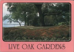 Live Oak Gardens, Cleveland Oak, Jefferson Island Postcard