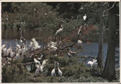 Nesting Egrets in Louisiana Bayou Postcard