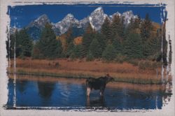 Moose in Snake River, Grand Teton National Park, Wyoming Postcard