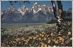 Grand Teton National Park, Lofty Peaks and Wildflowers Postcard