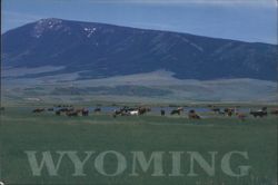 Elk Mountain, Wyoming with Cattle in Green Pasture Postcard