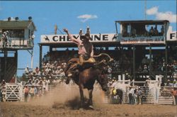 Saddle Bronc Riding at Frontier Days Rodeo, Cheyenne Postcard