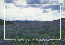 Springtime Wildflowers in Big Horn Mountains, Wyoming Postcard