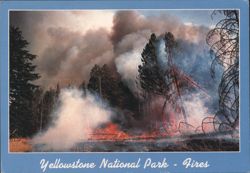 Yellowstone National Park - 1988 Fires Postcard