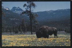Lone Bull Bison Grazing in Dandelion Meadow, Yellowstone NP Postcard