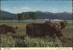 Bull Moose in Yellowstone and Grand Teton National Parks Postcard