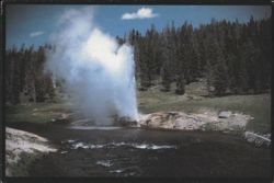 Riverside Geyser Erupting, Firehole River, Yellowstone Park Postcard