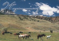 Wyoming Wapiti Valley Horses & Mountains near Cody Road Postcard