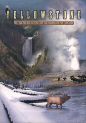 Yellowstone National Park - Waterfall, Geyser, Wildlife Postcard