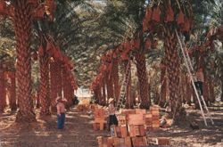 Date Harvest in a Palm Grove Postcard