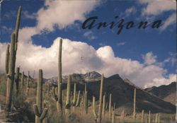 Saguaro Cacti and Santa Catalina Mountains, Arizona Postcard