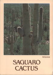 Saguaro Cactus, Arizona Postcard