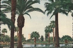 Encanto Park Palm Trees and Lake - Phoenix, AZ Postcard