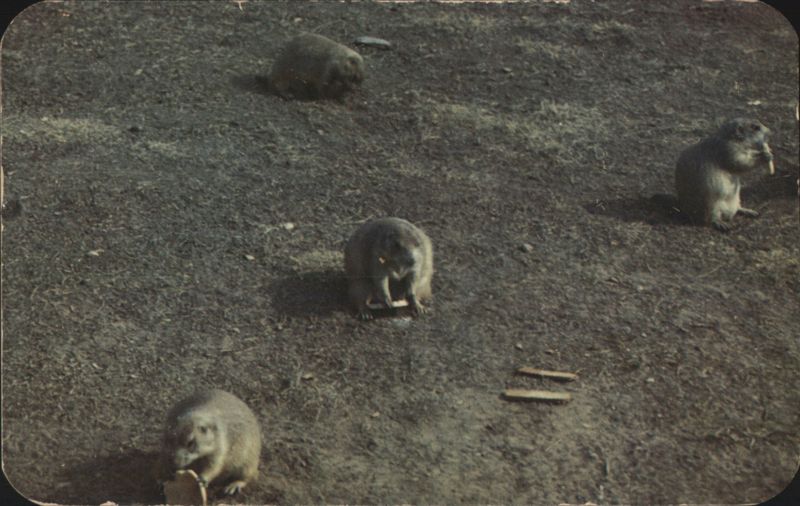 Prairie Dogs, Devils Tower National Monument, Wyoming