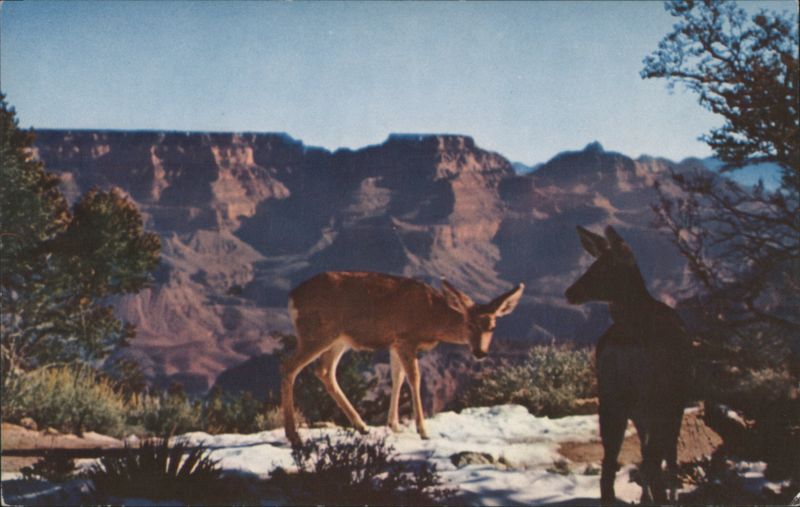 Deer at Grand Canyon, Arizona