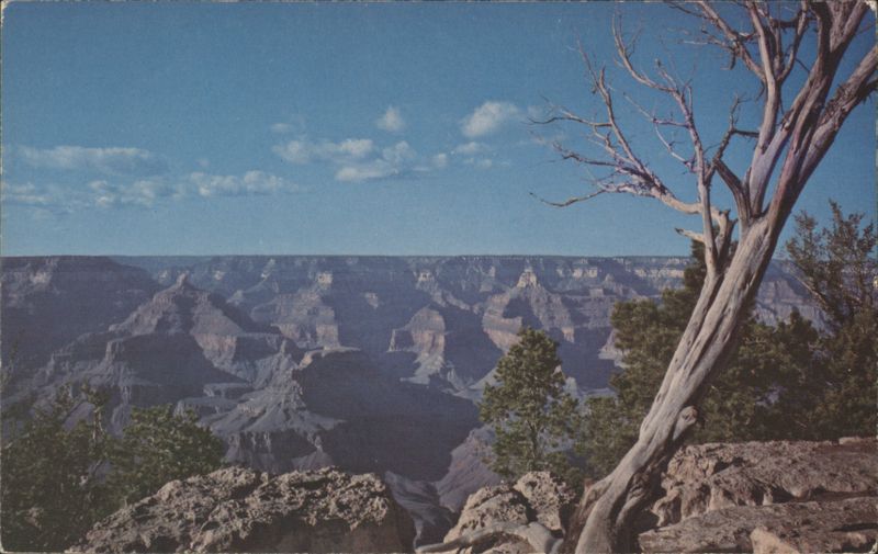 Grand Canyon, Arizona Landscape with Foreground Tree Grand Canyon National Park