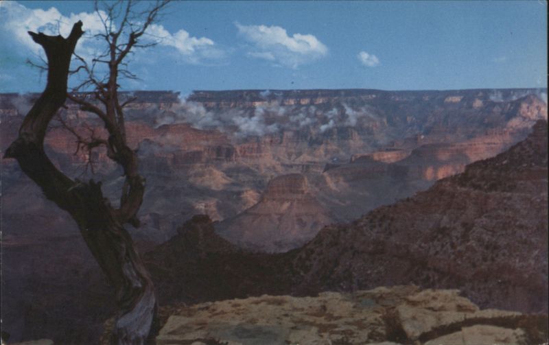 Grand Canyon National Park, Arizona with Gnarled Tree