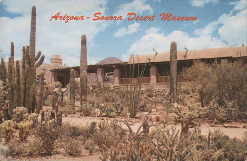 Arizona-Sonora Desert Museum Cactus Garden, Tucson