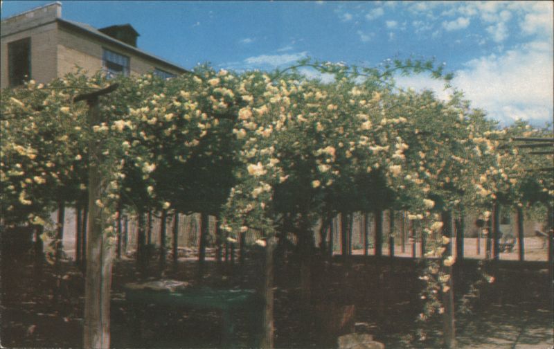 World's Largest Lady Banksia Rose Tree, Tombstone Arizona