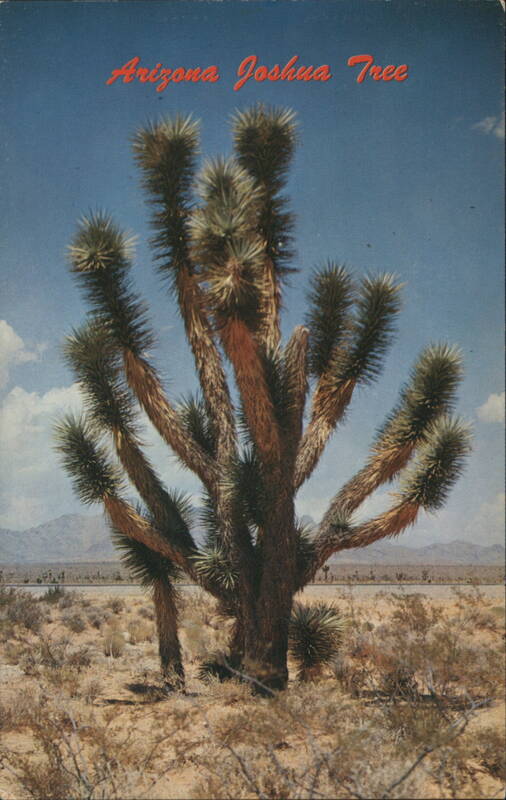 Arizona Joshua Tree in Desert Landscape
