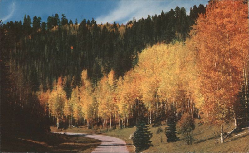 Kaibab National Forest Autumn Aspens & Evergreens Grand Canyon National Park Arizona
