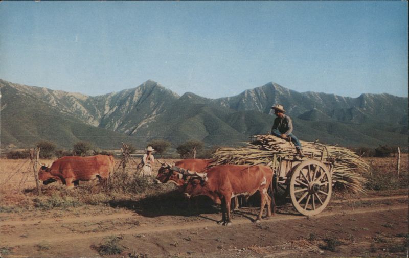 Mexico Farm Scene: Oxen Plowing & Hauling Sugar Cane