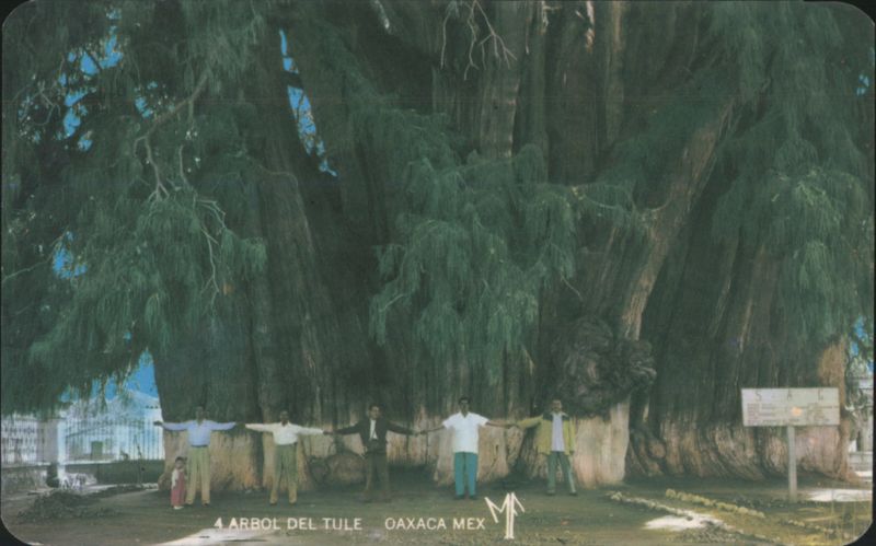 Arbol del Tule, Oaxaca, Mexico