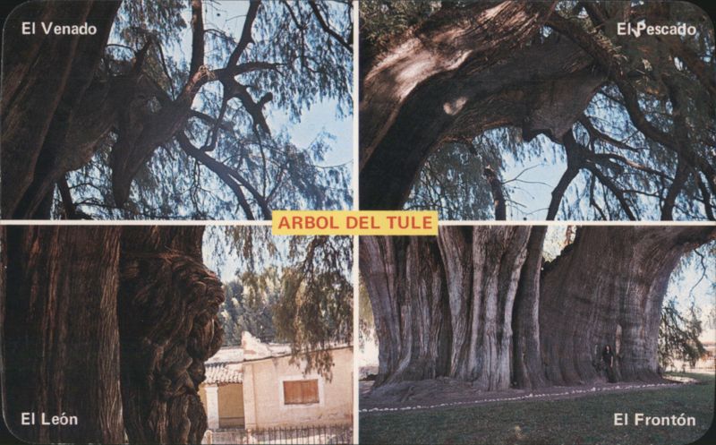 Four Views of the Fantastically Large Tule Tree OA Mexico
