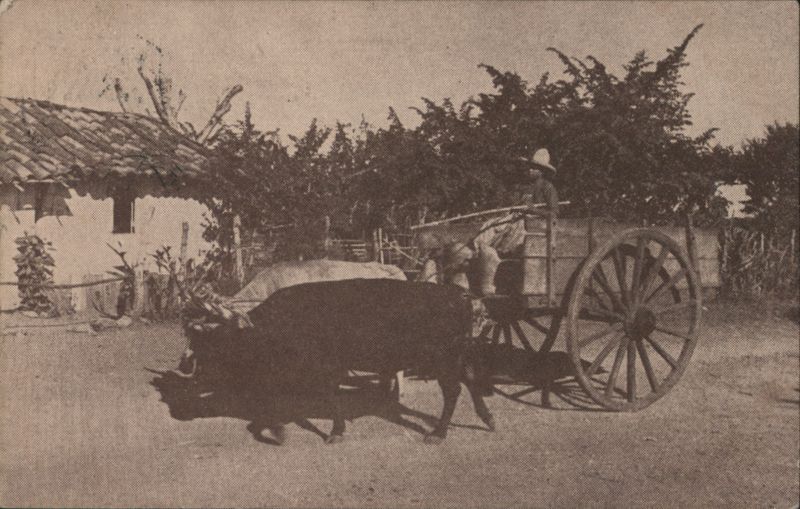 Man Driving Ox-Cart with Two Oxen in Rural Scene Mexico City