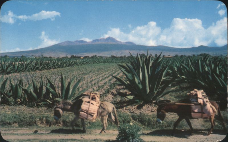 Burros and Maguey Plants with Nevado de Toluca, Mexico
