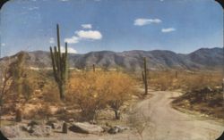 South Mountain Park Desert Landscape with Saguaro Cacti Postcard