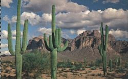 Superstition Mountain Saguaro Cacti, Mesa, AZ Postcard