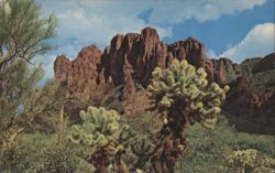 Superstition Mountain Arizona Cholla Cactus Postcard