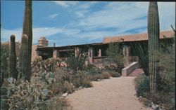Sonora Desert Museum, Tucson, Arizona Postcard