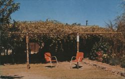 World's Largest Rose Bush, Tombstone, Arizona Postcard