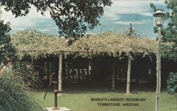 World's Largest Rosebush, Tombstone AZ Postcard