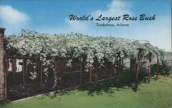 World's Largest Rose Bush, Tombstone, AZ Postcard