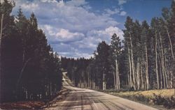 Kaibab National Forest Road, Arizona Postcard