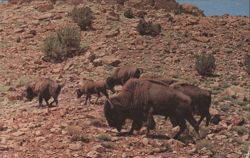 St. Johns Buffalo Herd on Rocky Hillside, Arizona Postcard