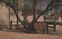 The Jail Tree, Wickenburg, Arizona Postcard