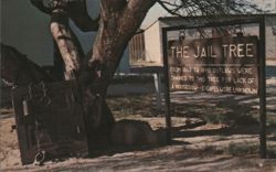 The Jail Tree, Wickenburg, Arizona Postcard