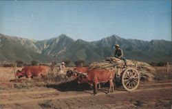 Mexico Farm Scene: Oxen Plowing & Hauling Sugar Cane Postcard
