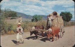 Ox Carts Loaded with Corn, Rural Oaxaca Postcard