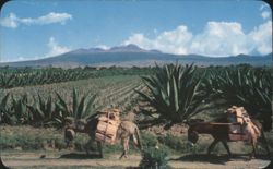 Burros and Maguey Plants with Nevado de Toluca, Mexico Postcard