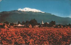 Ixtaccihuatl Volcano and Red Flower Field, Mexico Postcard