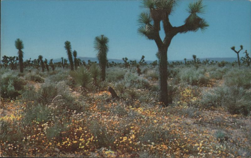 Springtime High Desert Joshua Trees Wildflowers Cactus & Desert Plants